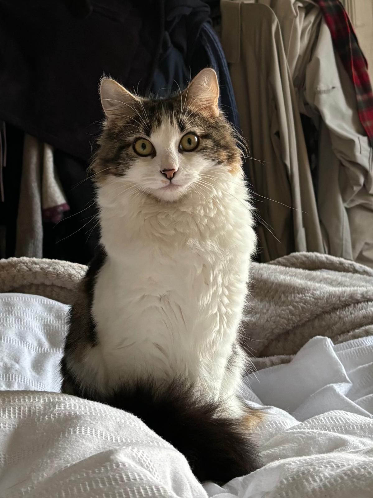Olive Photo
